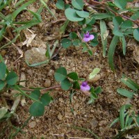 Grona triflora (L.) H.Ohashi & K.Ohashi